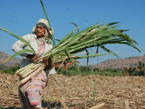 Trends in Gender Division of Work and Wages in Rural India